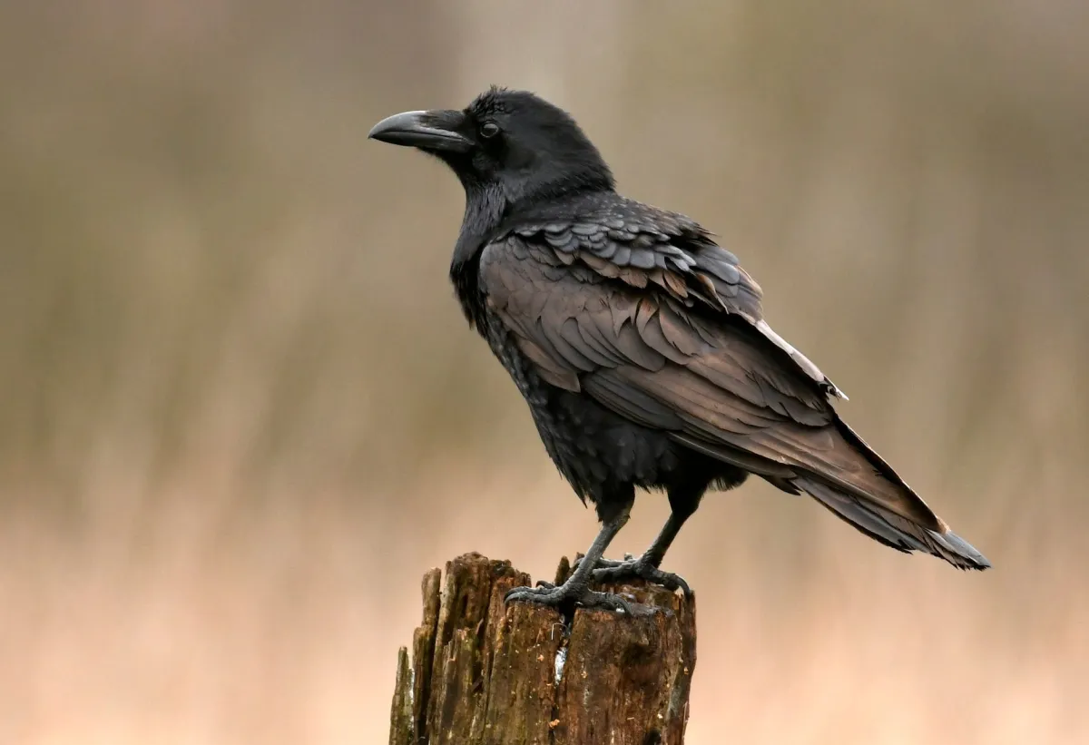 Raven Chacon